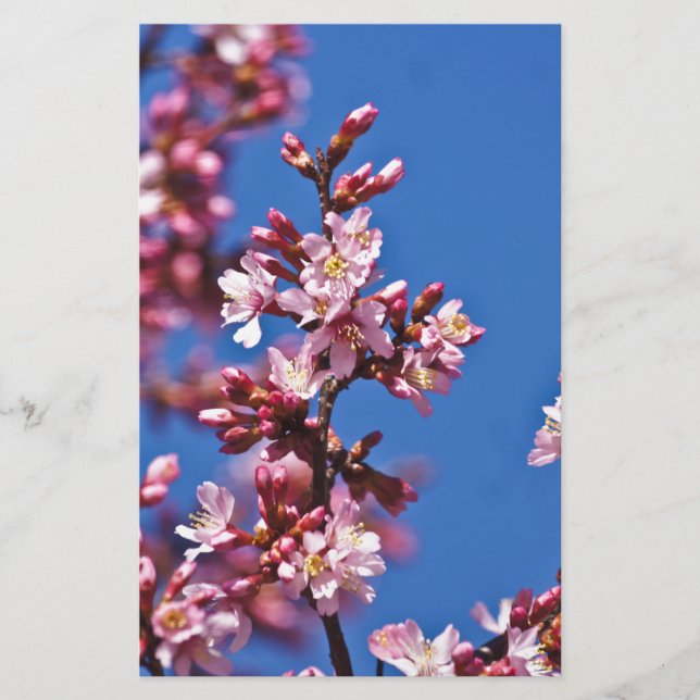 Sakura Cherry Blossoms Touching Blue Stationery (Front)