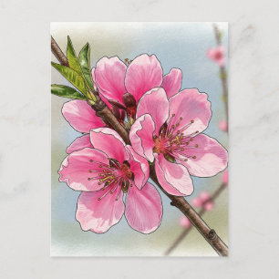 Sakura Cherry Tree Blooming Postcard Postcrossing