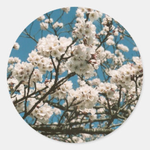 sakura classic round sticker