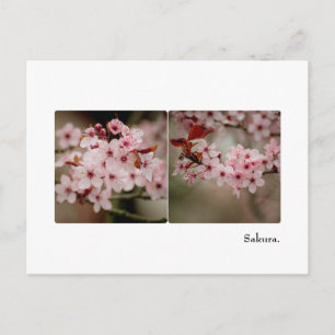 Sakura Diptych Postcard