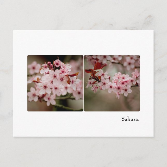 Sakura Diptych Postcard (Front)