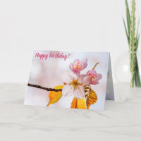 Sakura Flowers And Soft Pink Background Of Spring