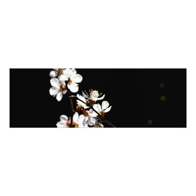 Sakura flowers photo print (Front)