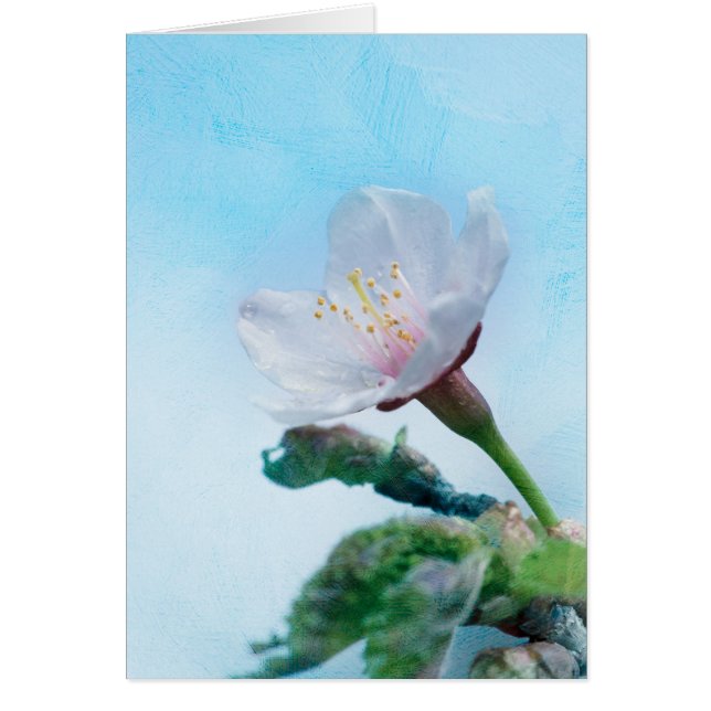 Sakura - Japanese Cherry Blossom (Front)