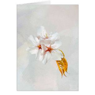 Sakura - Japanese cherry blossom