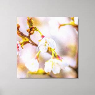Sakura - Japanese Cherry Blossom Canvas Print