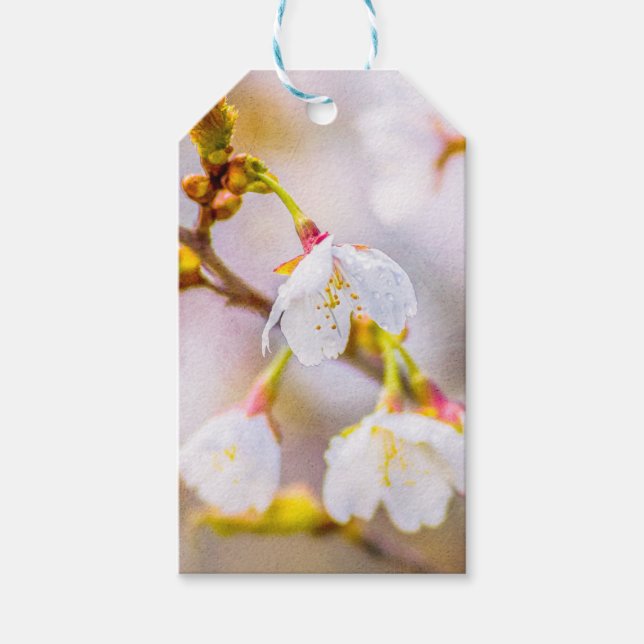 Sakura - Japanese Cherry Blossom Gift Tags (Front)