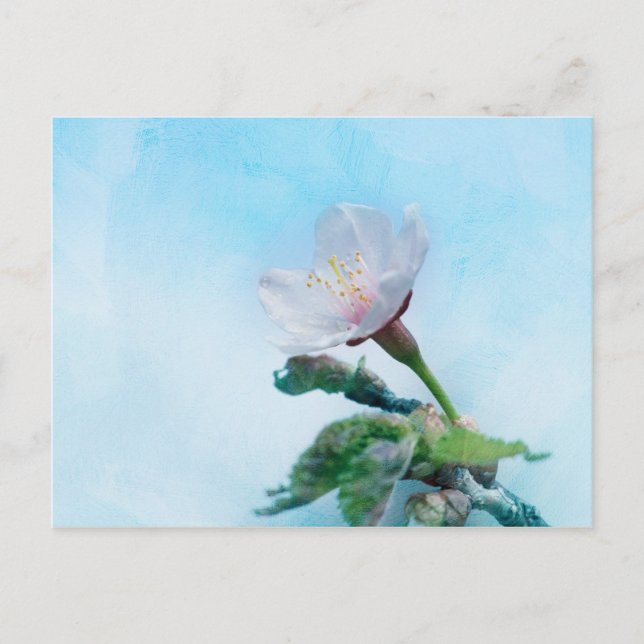 Sakura - Japanese Cherry Blossom Postcard (Front)
