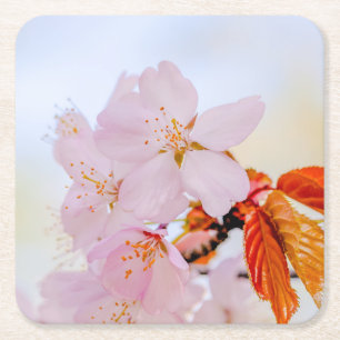 Sakura - Japanese cherry blossom Square Paper Coaster