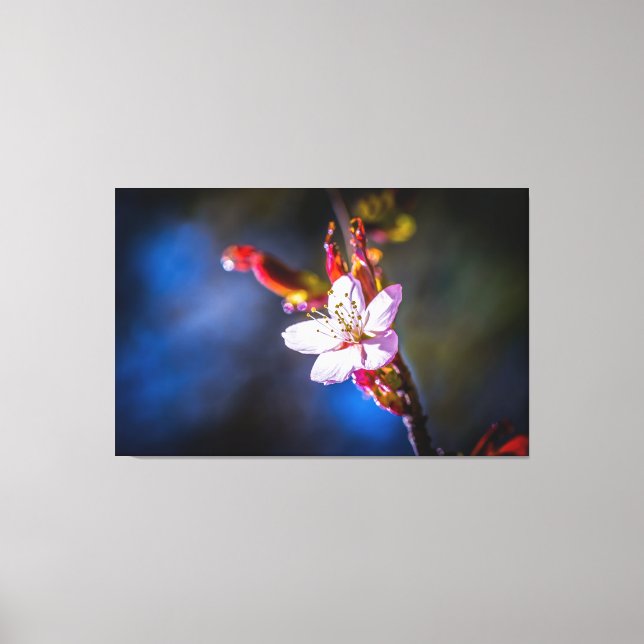 Sakura - Japanese cherry flower Canvas Print (Front)