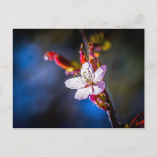 Sakura - Japanese cherry flower Postcard