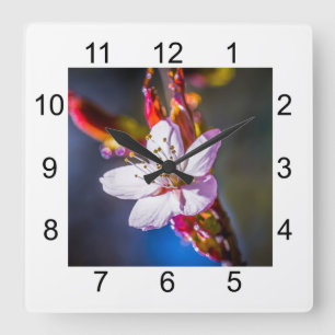 Sakura - Japanese cherry flower Square Wall Clock