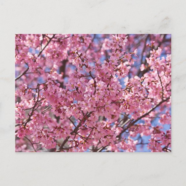 Sakura Pink Cherry Blossom Sky Postcard (Front)