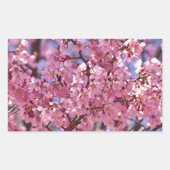 Sakura Pink Cherry Blossom Sky Rectangular Sticker (Front)