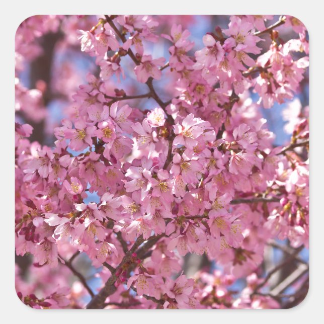 Sakura Pink Cherry Blossom Sky Square Sticker (Front)
