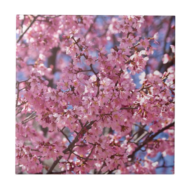 Sakura Pink Cherry Blossom Sky Tile (Front)