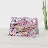 Sakura Tree In Full Pink Bloom In Springtime