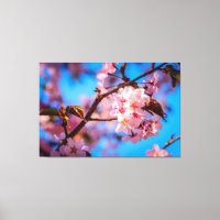Sakura Tree In Pink Bloom