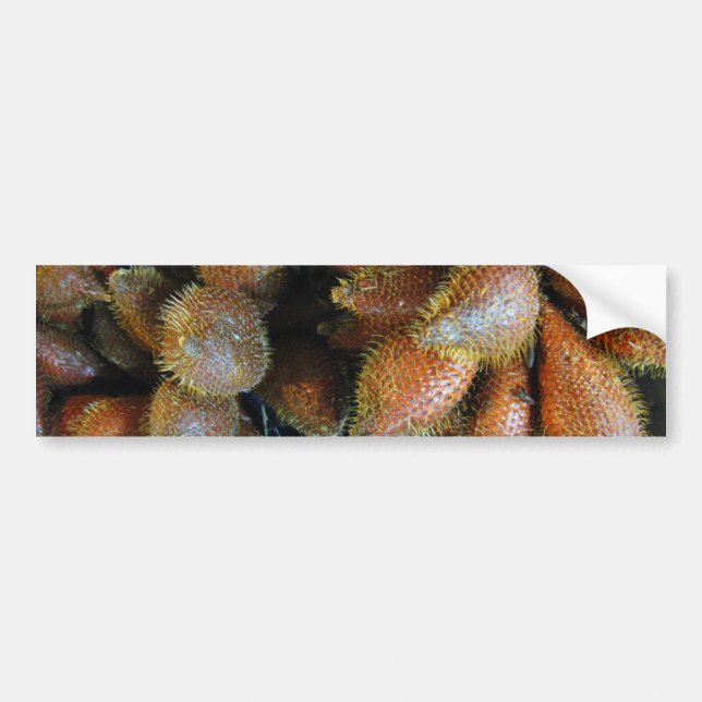 Salak [Snake Fruit] Bumper Sticker (Front)