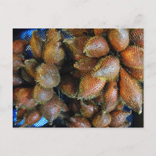 Salak [Snake Fruit] Postcard (Front)