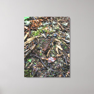 Salamander in the Forest, Washington Canvas Print