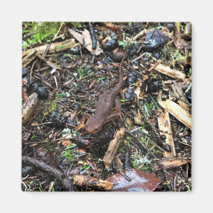 Salamander in the Forest, Washington Magnet