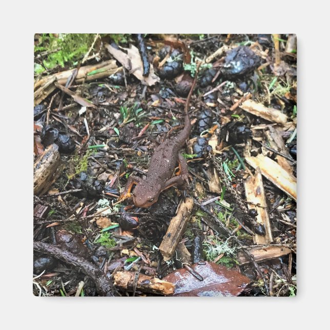 Salamander in the Forest, Washington Magnet (Front)