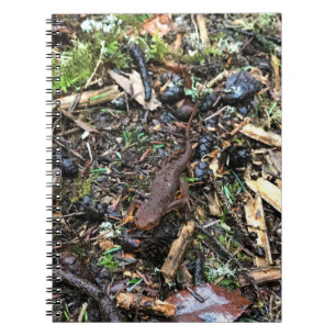 Salamander in the Forest, Washington Notebook