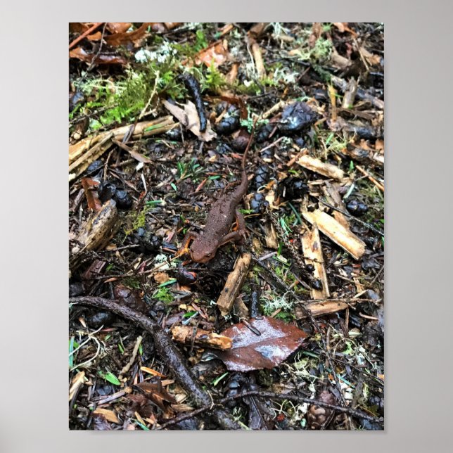 Salamander in the Forest, Washington Poster (Front)
