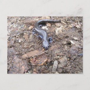 Salamander Post Card