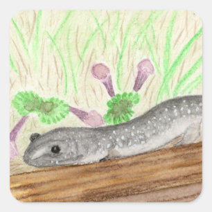 Salamander Square Sticker