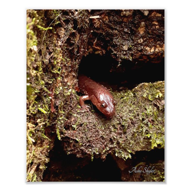 Salamander's Hole Photo Print (Front)