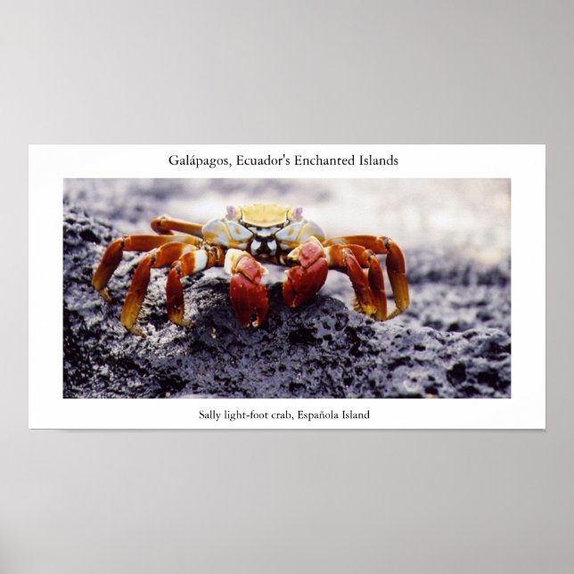 Sally light-foot crab, awaiting high tide poster (Front)