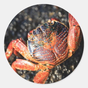 Sally lightfoot crab Galapagos Islands Classic Round Sticker