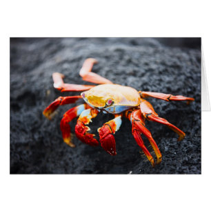 Sally lightfoot crab on a black lava rock