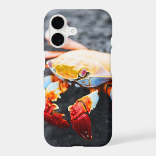 Sally lightfoot crab on a black lava rock