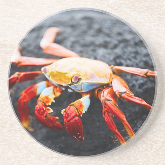 Sally lightfoot crab on a black lava rock coaster (Front)