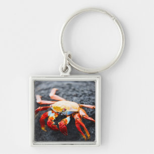 Sally lightfoot crab on a black lava rock key ring