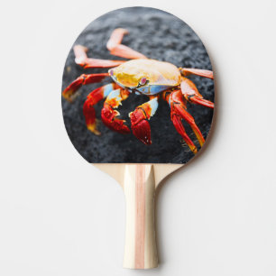 Sally lightfoot crab on a black lava rock ping pong paddle