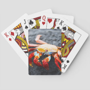 Sally lightfoot crab on a black lava rock playing cards