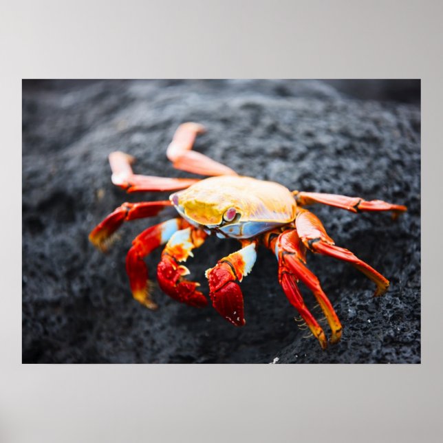 Sally lightfoot crab on a black lava rock poster (Front)