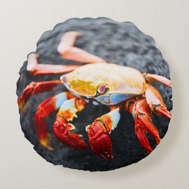 Sally lightfoot crab on a black lava rock round cushion (Front)