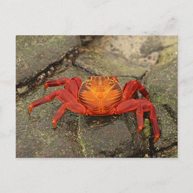 Sally Lightfoot Crab postcard (Front)