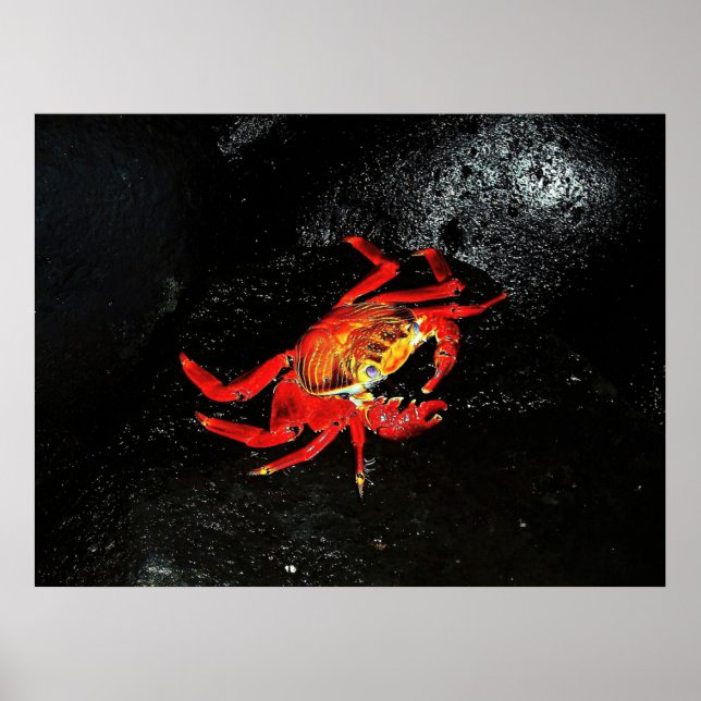 Sally Lightfoot Crab Poster (Front)