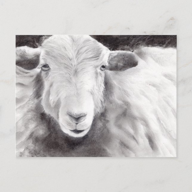 Sally the Sheep (a363) Postcard (Front)