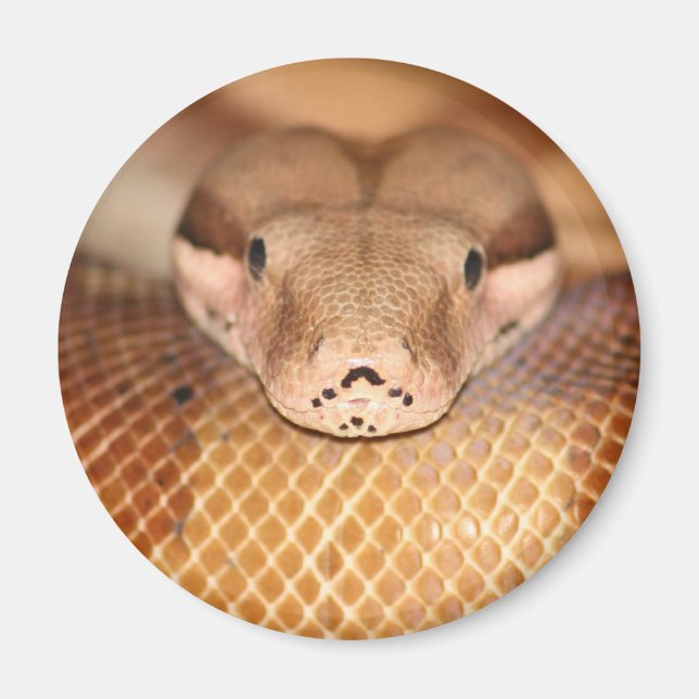 Salmon Boa Magnet (Front)