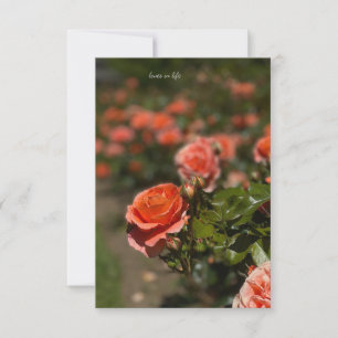 Salmon Coloured Rose Card