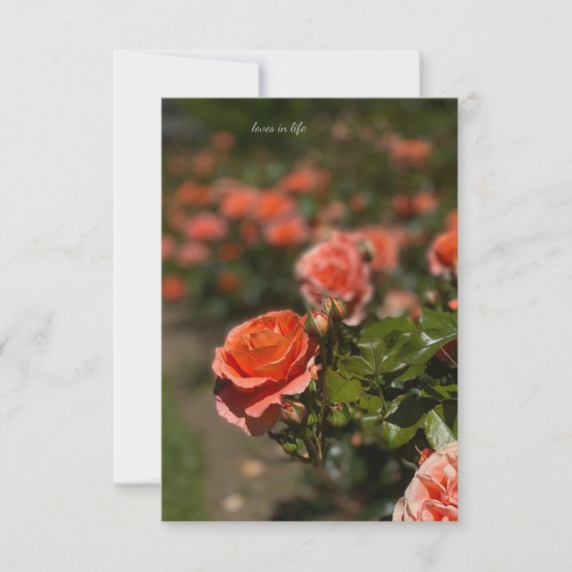 Salmon Coloured Rose Card (Front)