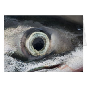 Salmon Eye