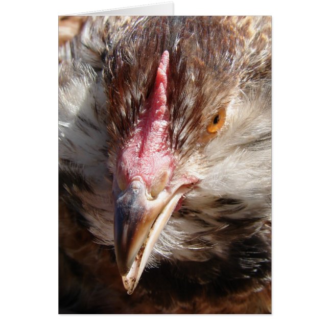 Salmon Faverolle Hen (Front)